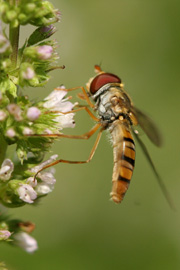 Svirreflue på mynteblomst.