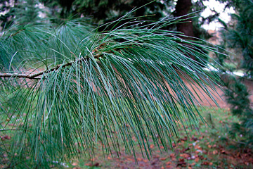 Tårefyr, Pinus wallichiana.