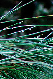 Når der har været regn, er der en tåre på hver nål. Deraf navnet tårefyr.