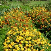 Tagetes