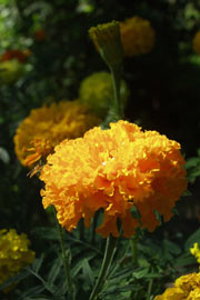 Tagetes