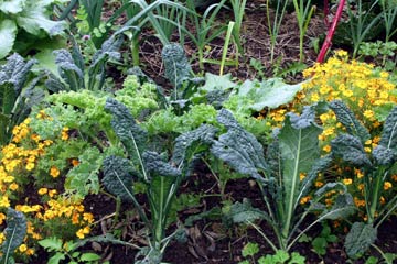 Tagetes mellem grønkål