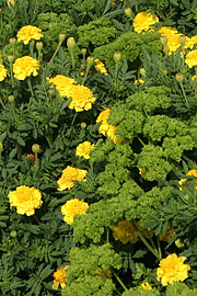 tagetes og persille