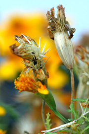 Modne frø på tagetes