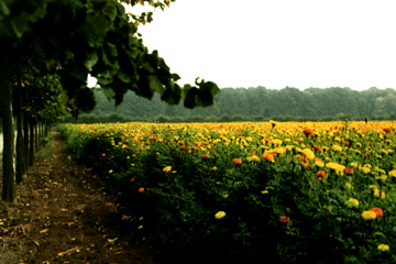 Tagetes erecta