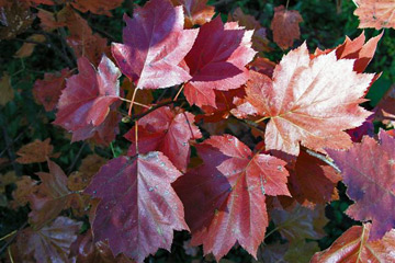 Bladene på tarmvridrøn farves i brunlige farver med røde og orange toner.