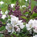 Syrener og blomstrende æbletræer.