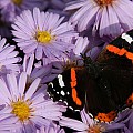 admiral og asters