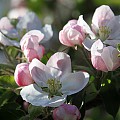 æble blomster