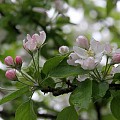 Æbletræ i blomst