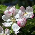 Æbleblomster er smukke