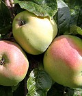 Filippa æbler modne