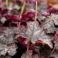 Heuchera ‘Velvet Nights’