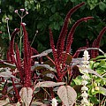 Amaranthus