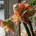 Amaryllis