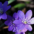 Blå anemoner