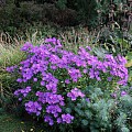 Mørklilla asters