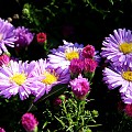 Asters