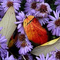 Aster og løvfald