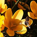Bi i orange krokus