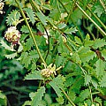 Bibernelle