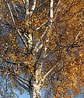 Birketræets gule blade