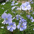 Blå blomster på oliehør.
