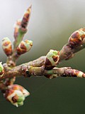 Bristede knopper på blomme