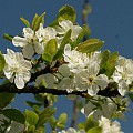 Blomstrende blommetræ