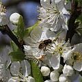 Blommeblomster