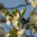 Smukke hvide blomster på blomme