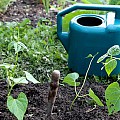 Plantning af forkultiverede bønner