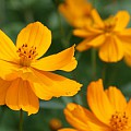 Orange cosmos