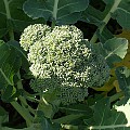 Hovedskud på broccoli