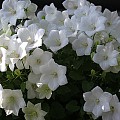 Campanula med hvide blomster