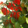 cherrytomater