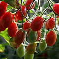Cherrytomater