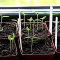 chili kimplanter