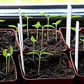 Chili kimplanter i vindueskarm.