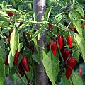 Chili modne