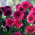 Vinterasters