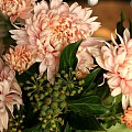 Storblomstret chrysantemum