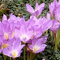 Høsttidløs Colchicum