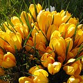 Gule krokus