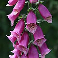 Digitalis