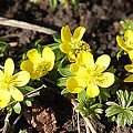 Erantis i fuld blomst