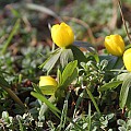 Erantis i blomst