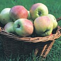 Filippa æbler