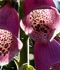 digitalis