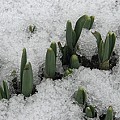 Forårsløg i sne og kulde